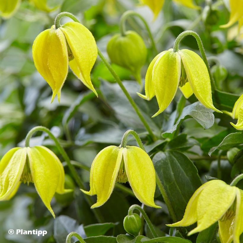 Clematis tangutica Little Lemons - Gold-Waldrebe (Flowering)