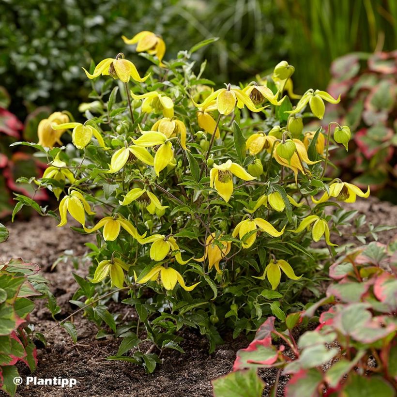 Clematis tangutica Little Lemons - Gold-Waldrebe (Plant habit)