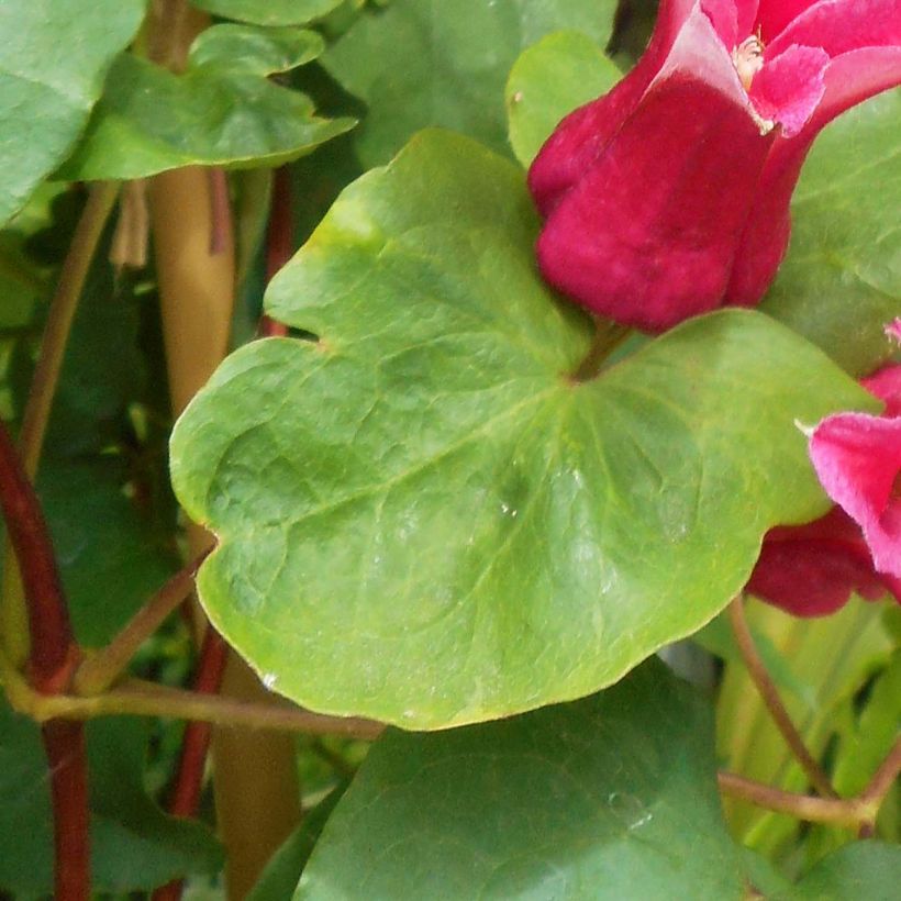 Clematis texensis Queen Maxima - Texas-Waldrebe (Foliage)