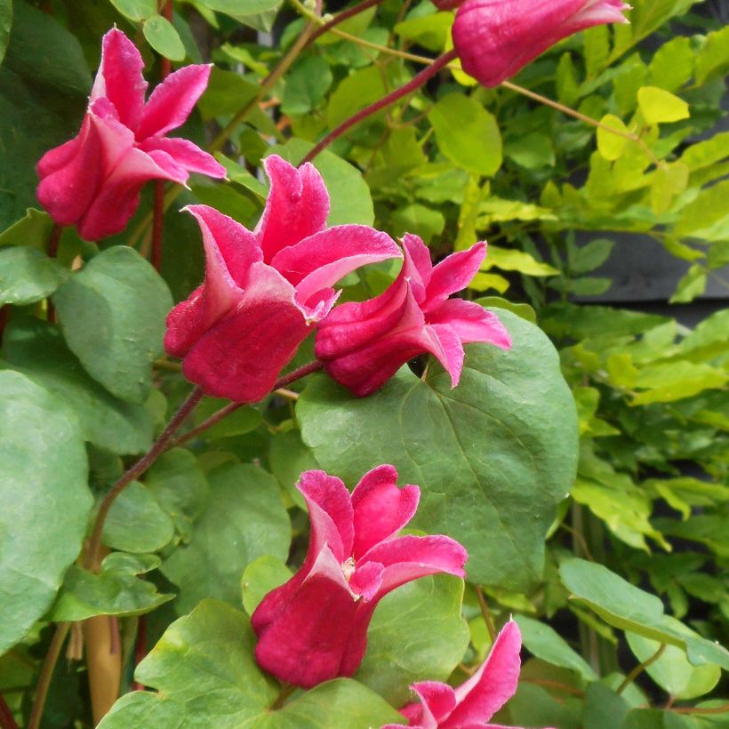 Clematis texensis Queen Maxima - Texas-Waldrebe (Flowering)