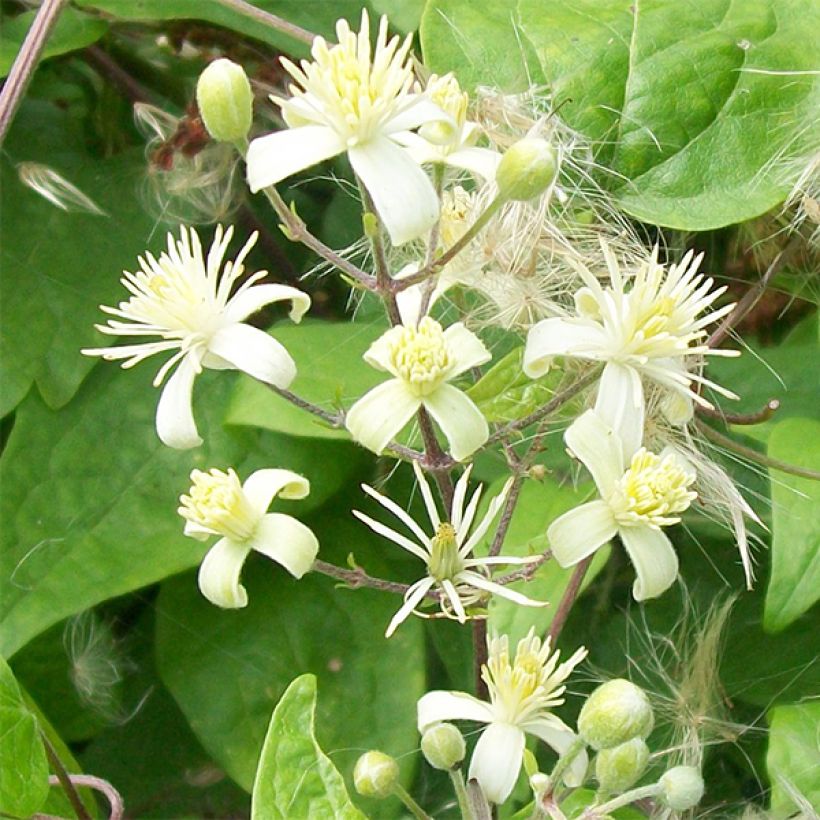 Clematis vitalba - Gewöhnliche Waldrebe (Flowering)