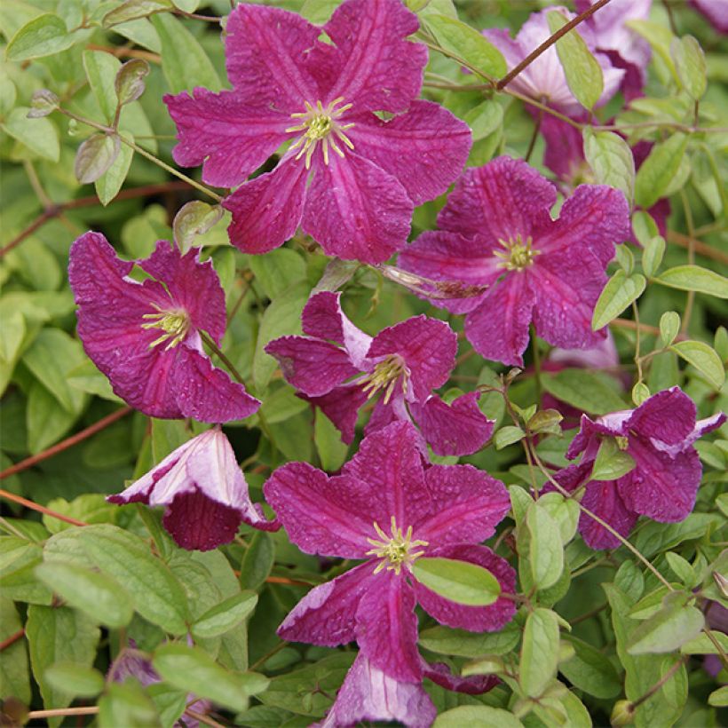 Clematis viticella Abundance - Waldrebe (Flowering)