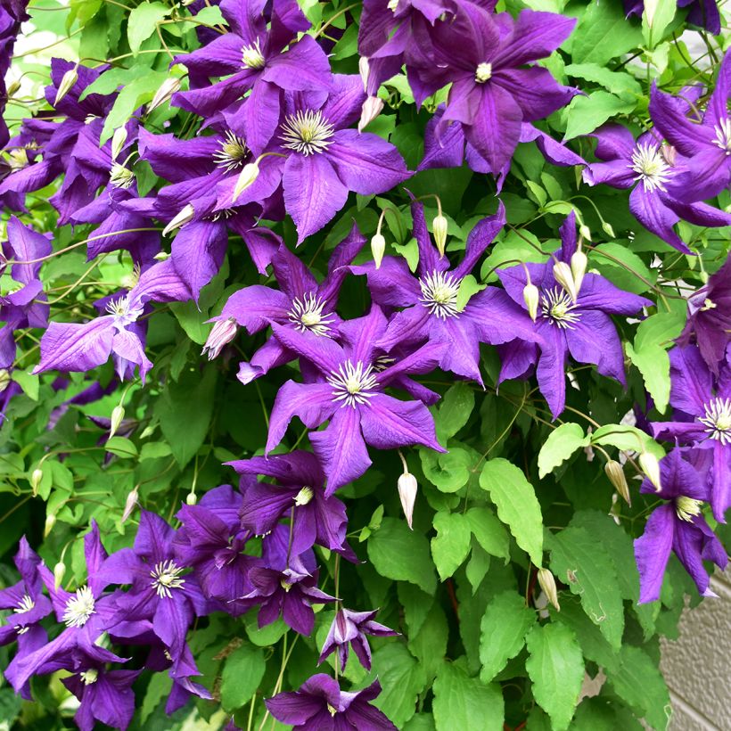 Clematis viticella Aotearoa - Waldrebe (Plant habit)
