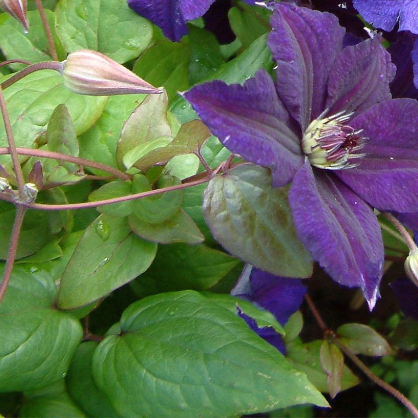 Waldrebe Happy Birthday (Jewel of Merk) - Clematis (Foliage)