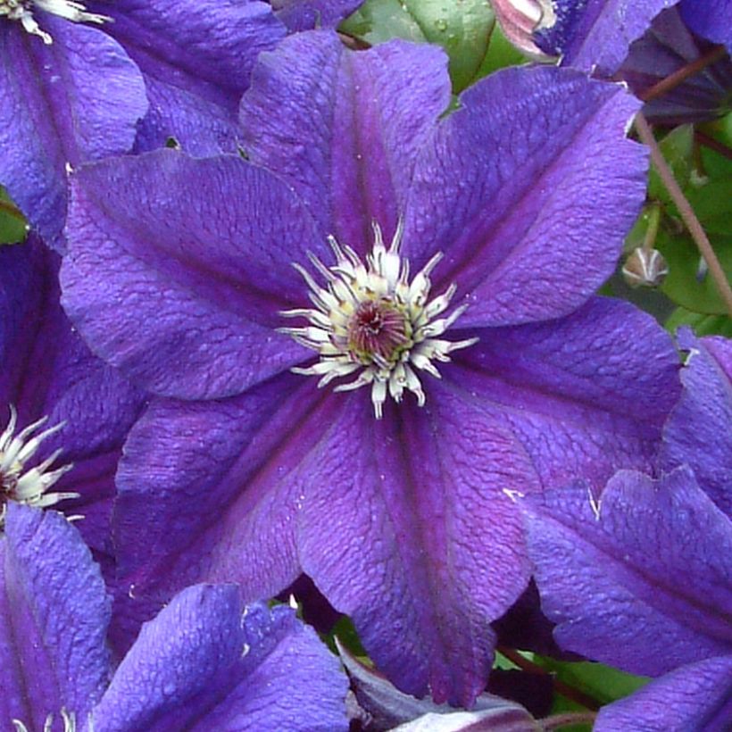 Waldrebe Happy Birthday (Jewel of Merk) - Clematis (Flowering)