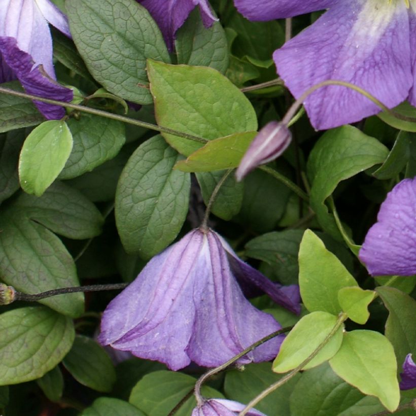 Waldrebe Little Bas - Clematis (Foliage)