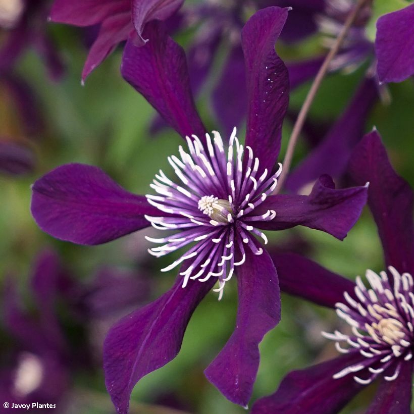 Waldrebe Panther - Clematis (Flowering)