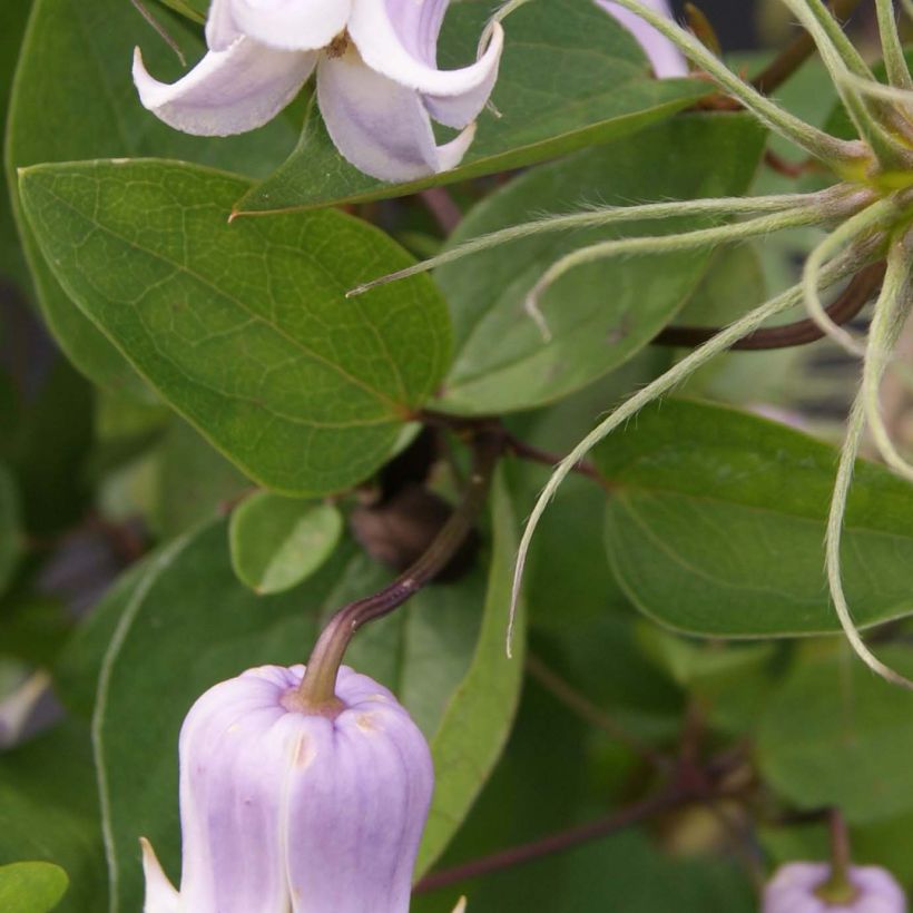 Waldrebe Annabella - Clematis (Foliage)