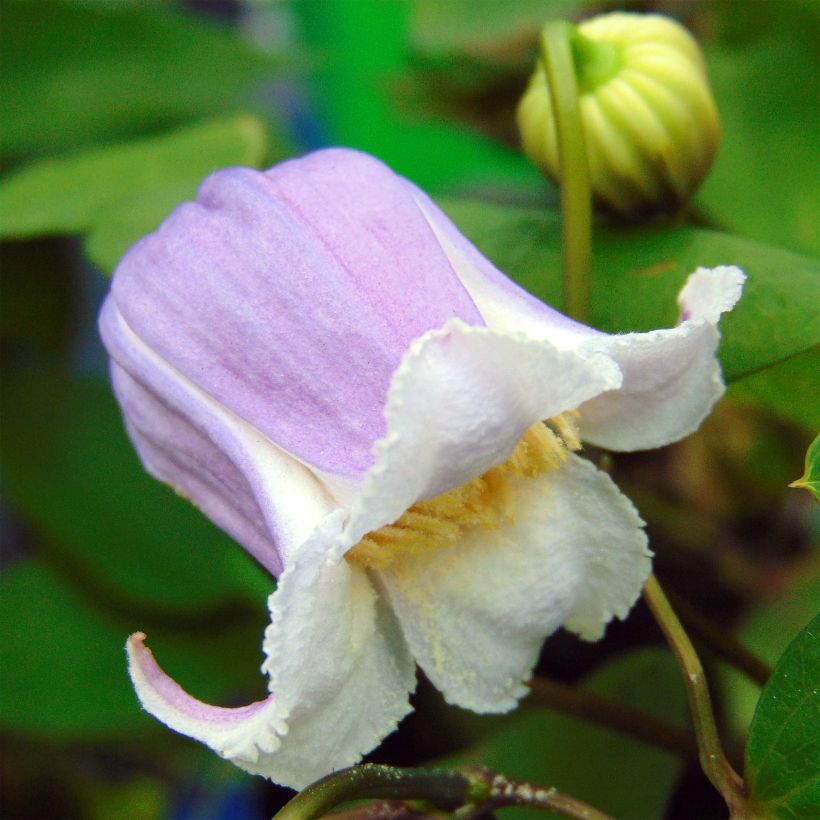 Waldrebe Annabella - Clematis (Flowering)