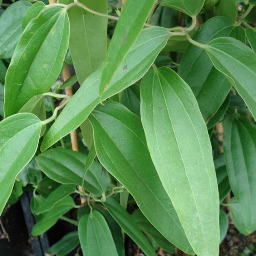 Clematis armandii Apple Blossom - Immergrüne Waldrebe (Foliage)