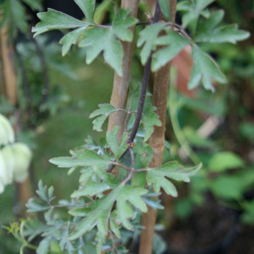 Waldrebe Avalanche - Clematis (Foliage)