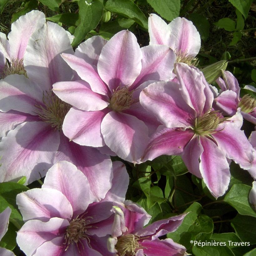 Waldrebe Bee's Jubilée - Clematis (Flowering)
