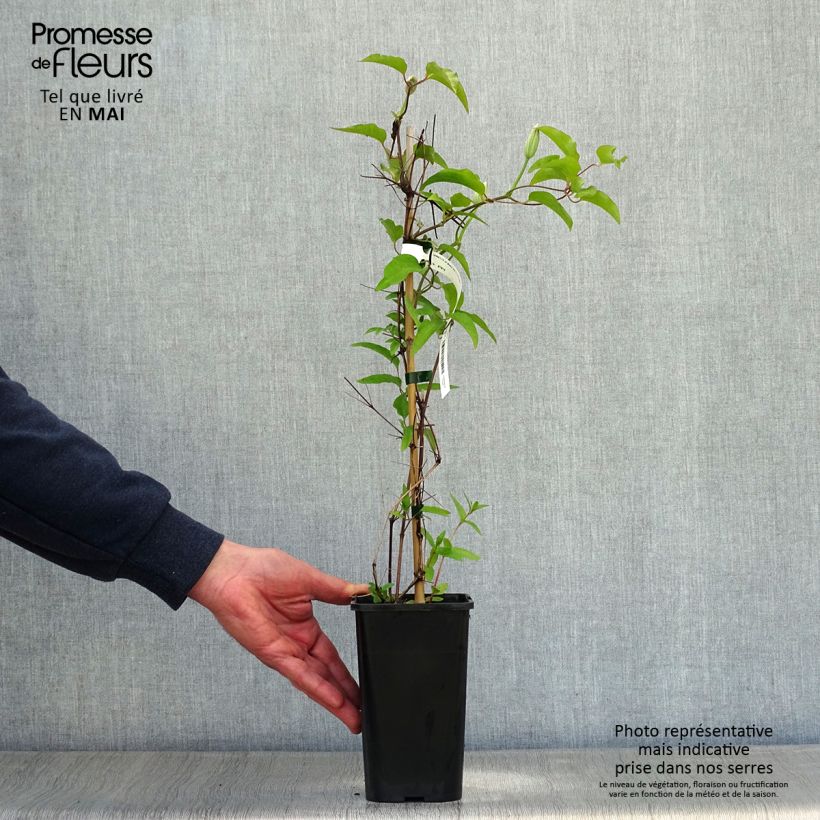 Exemplar von Waldrebe Black Tea - Clematis Topf mit 1,5L/2L wie im Frühjahr geliefert