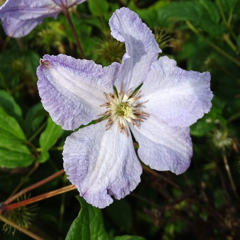 Waldrebe Blekitny aniol - Clematis (Flowering)