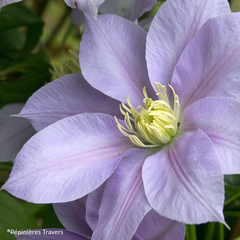 Waldrebe Blue Eyes - Clematis (Flowering)
