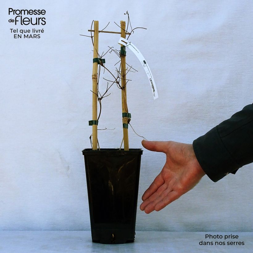 Exemplar von Waldrebe Black Tea - Clematis Topf mit 2L/3L wie im Frühjahr geliefert