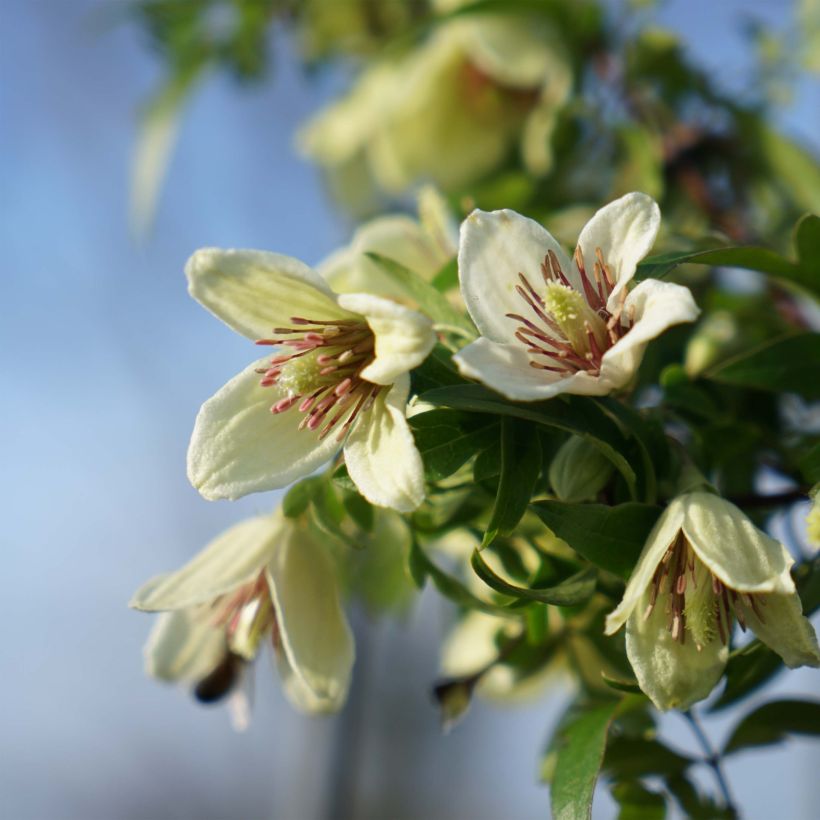 Clematis napaulensis Christmas Surprise - Waldrebe (Flowering)