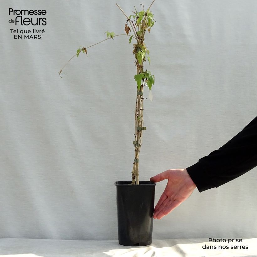 Exemplar von Clematis napaulensis Christmas Surprise - Waldrebe Topf mit 2L/3L wie im Frühjahr geliefert