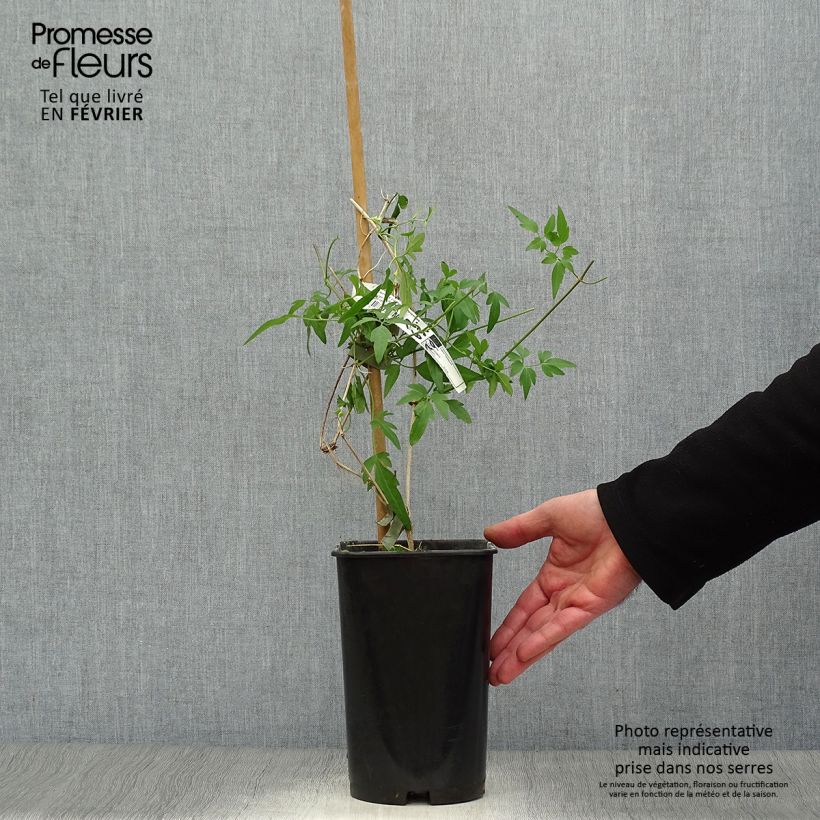 Exemplar von Clematis napaulensis Christmas Surprise - Waldrebe Topf mit 2L/3L wie im Winter geliefert