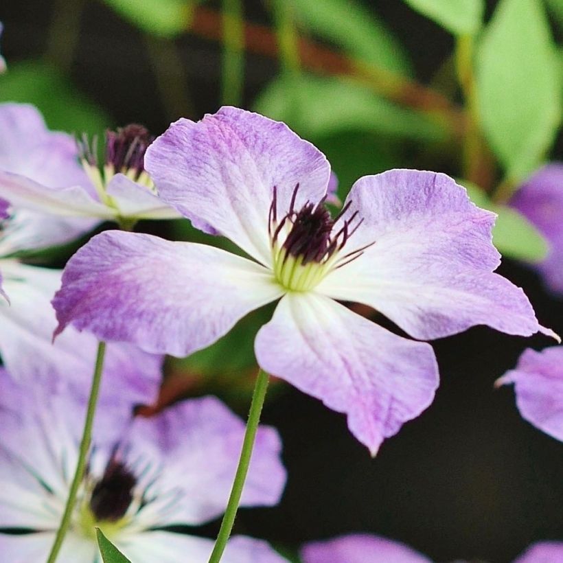 Waldrebe Cloudburst - Clematis (Flowering)