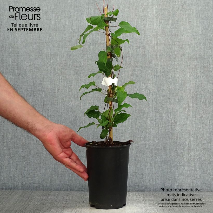 Example of Clematis Alice Fisk - Waldrebe Topf mit 2L/3L as you get in automne
