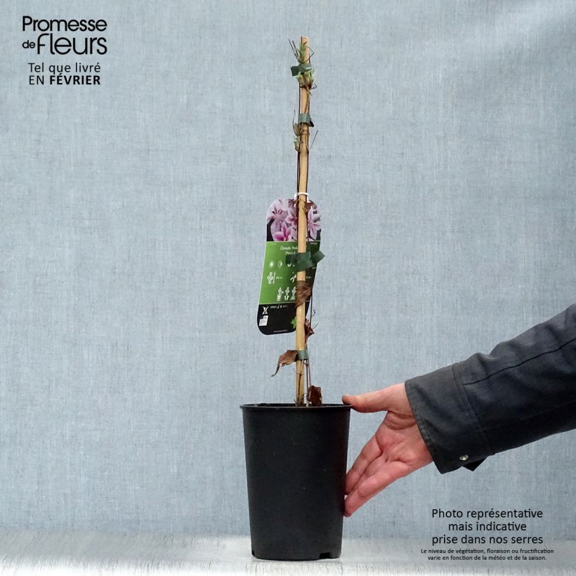 Exemplar von Waldrebe Andromeda - Clematis Topf mit 2L/3L wie im Winter geliefert