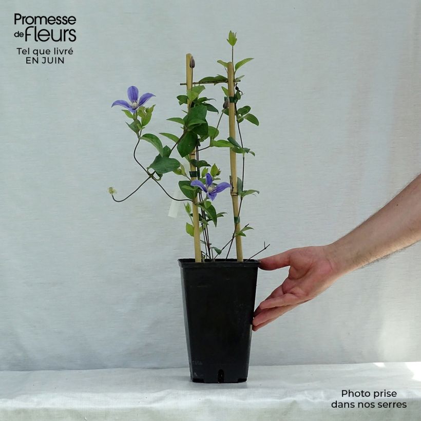 Exemplar von Waldrebe Arabella - Clematis Topf mit 1,5L/2L wie im Sommer geliefert