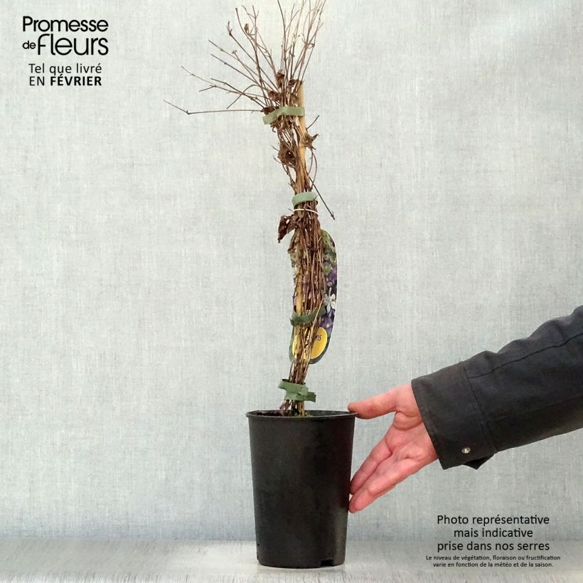 Exemplar von Waldrebe Arabella - Clematis Topf mit 1,5L/2L wie im Winter geliefert