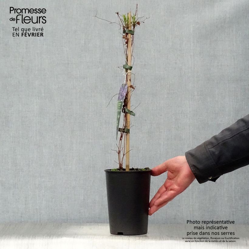 Exemplar von Clematis viticella Astra nova - Waldrebe Topf mit 2L/3L wie im Winter geliefert