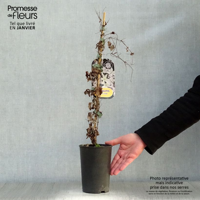 Exemplar von Clematis integrifolia Baby Star - Stauden-Waldrebe Topf mit 2L/3L wie im Winter geliefert