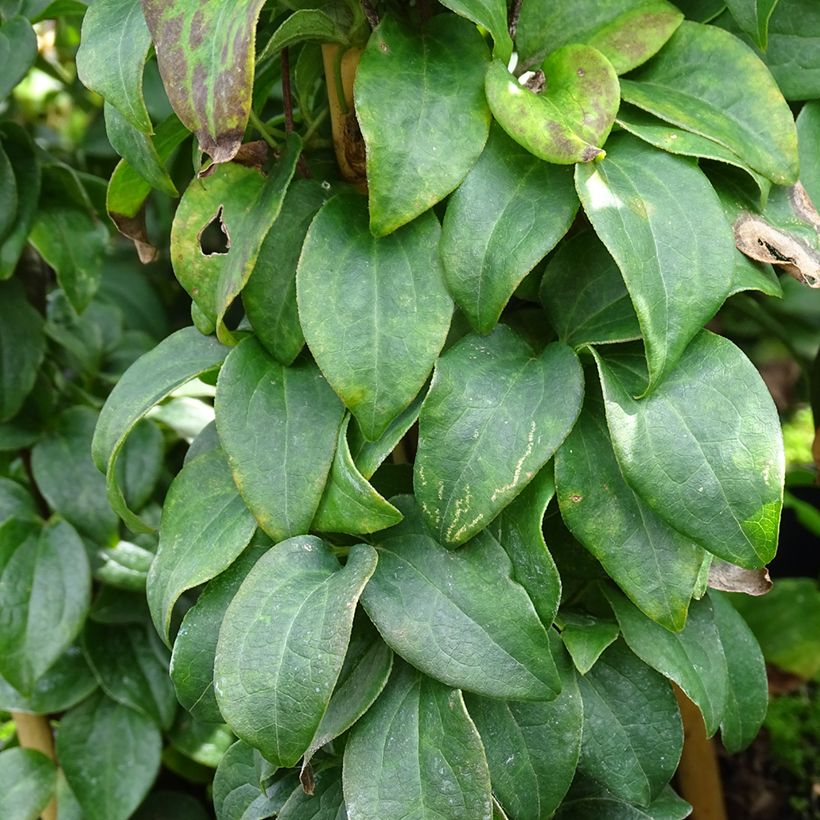 Clematis integrifolia Baby Star - Stauden-Waldrebe (Foliage)