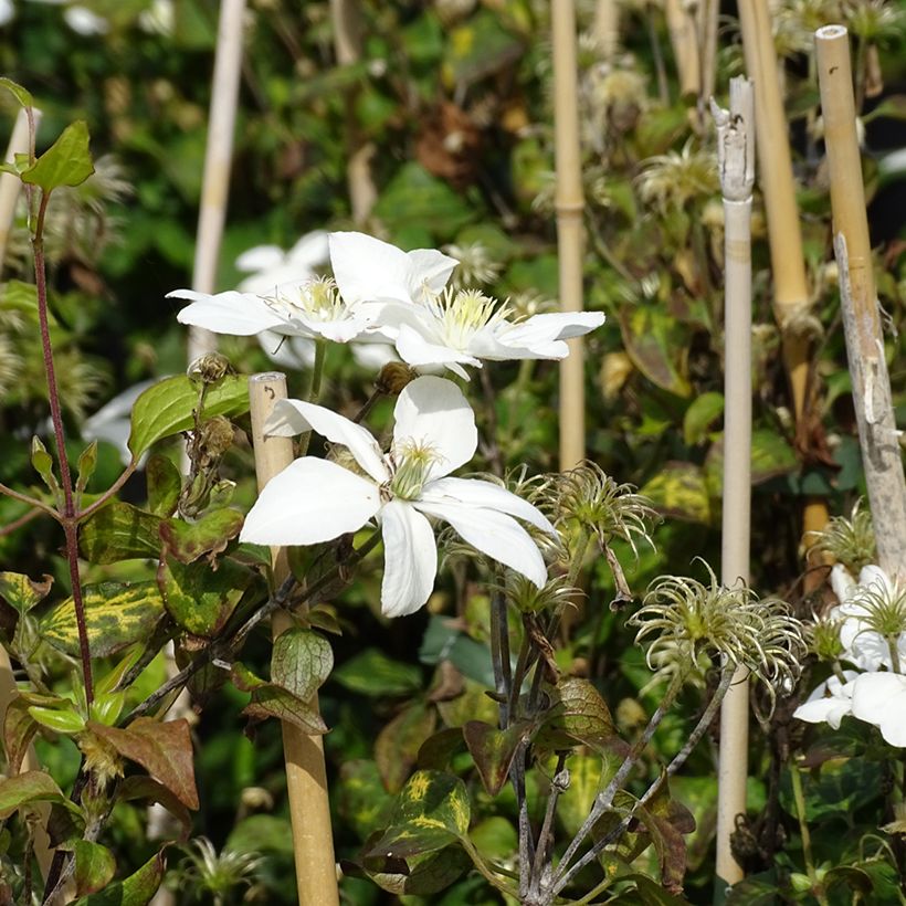 Clematis integrifolia Baby Star - Stauden-Waldrebe (Flowering)