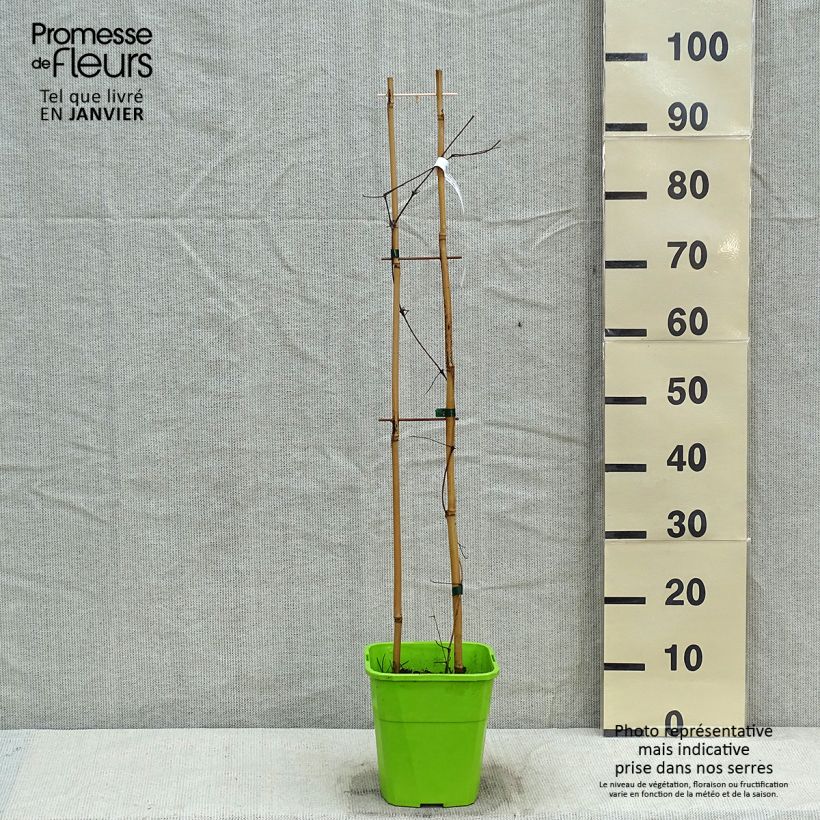 Example of Waldrebe Barbara Harrington - Clematis Topf mit 3L/4L as you get in hiver