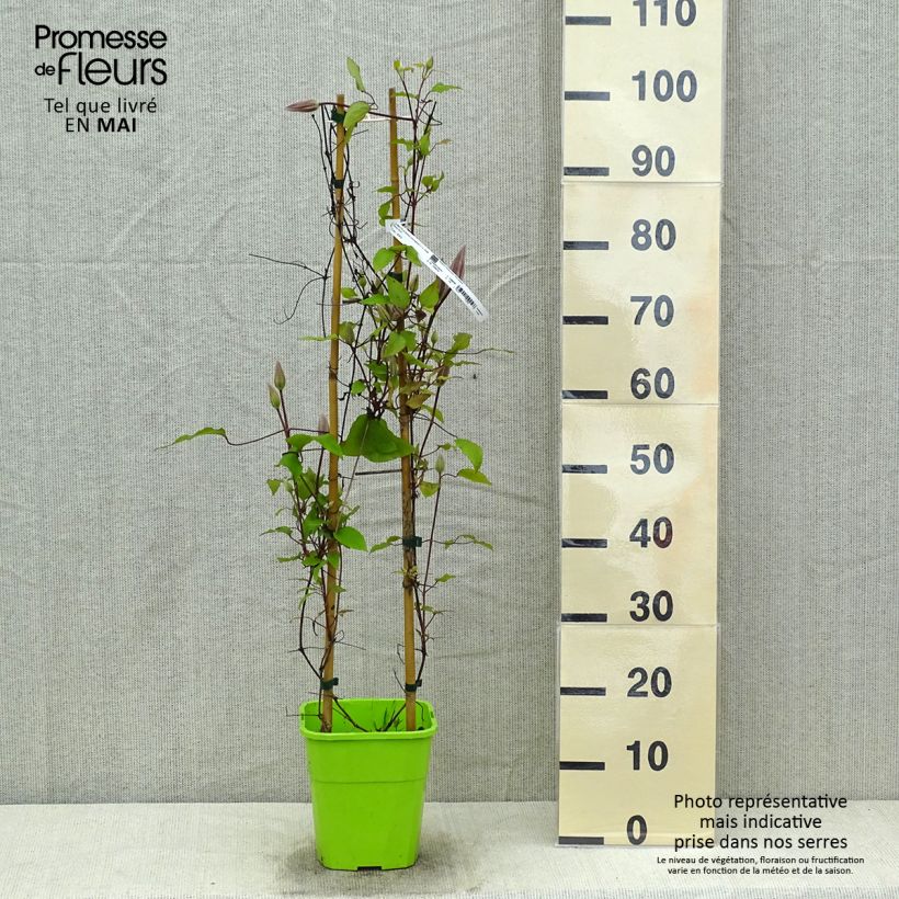 Exemplar von Waldrebe Barbara Harrington - Clematis Topf mit 3L/4L wie im Frühjahr geliefert