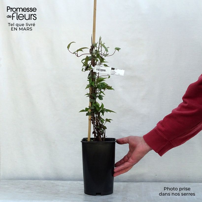 Example of Waldrebe Beata - Clematis Topf mit 2L/3L as you get in hiver