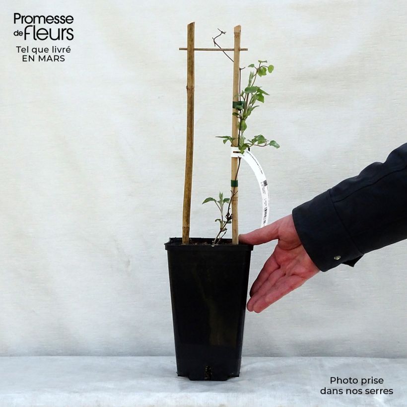 Exemplar von Waldrebe Beautiful Bride - Clematis Topf mit 2L/3L wie im Frühjahr geliefert