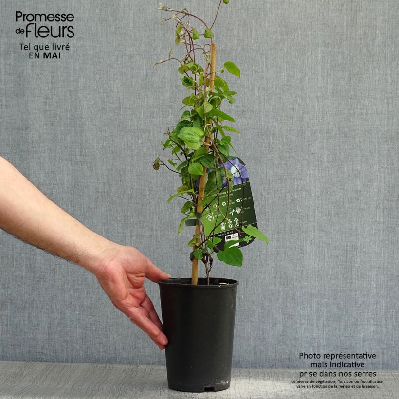 Exemplar von Waldrebe Beauty of Worcester - Clematis Topf mit 1,5L/2L wie im Frühjahr geliefert