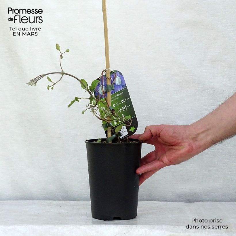 Exemplar von Waldrebe Beauty of Worcester - Clematis Topf mit 1,5L/2L wie im Winter geliefert