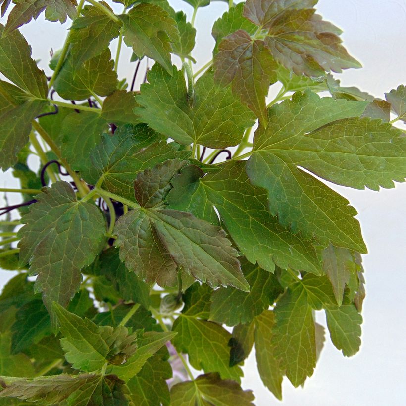 Waldrebe Blue Eclipse - Clematis (Foliage)