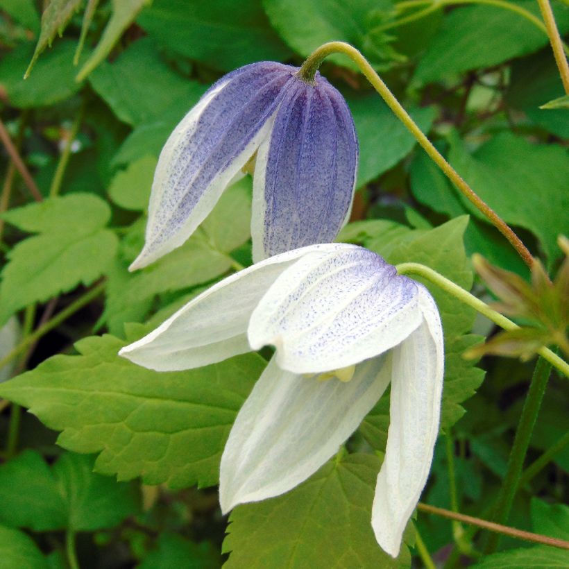 Waldrebe Blue Eclipse - Clematis (Flowering)