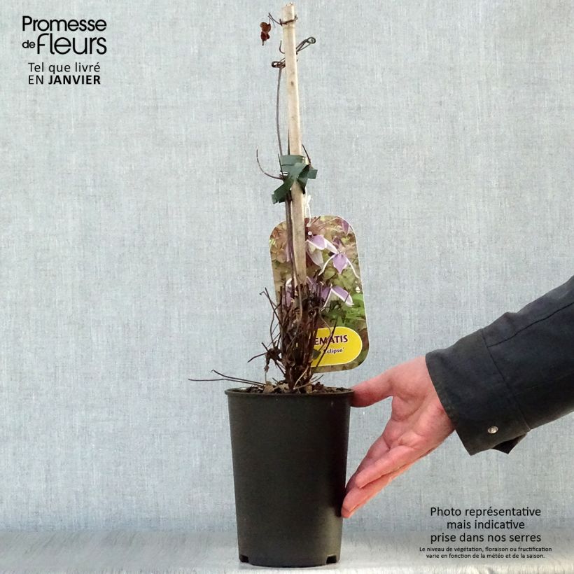 Exemplar von Waldrebe Blue Eclipse - Clematis Topf mit 2L/3L wie im Winter geliefert