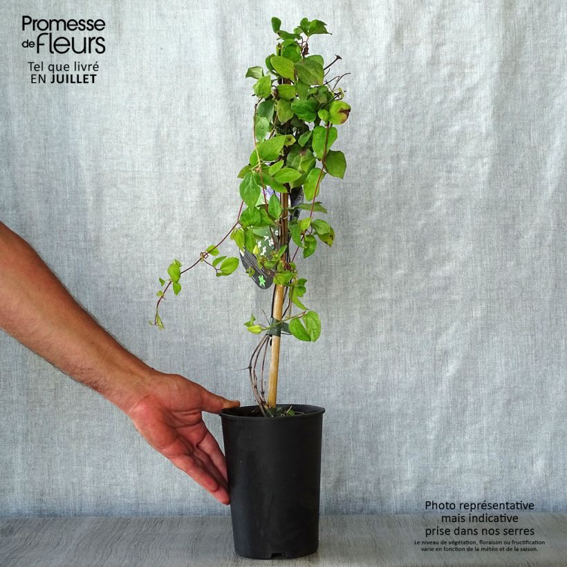 Exemplar von Waldrebe Blue Light - Clematis Topf mit 1,5L/2L wie im Sommer geliefert