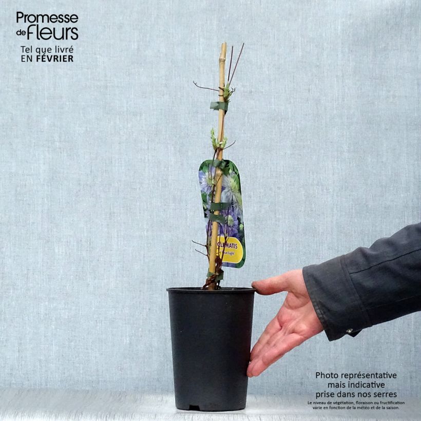 Exemplar von Waldrebe Blue Light - Clematis Topf mit 1,5L/2L wie im Winter geliefert