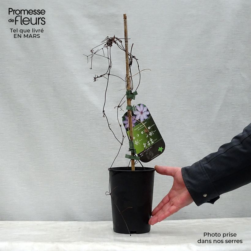 Example of Waldrebe Blue Ravine - Clematis Topf mit 2L/3L as you get in printemps