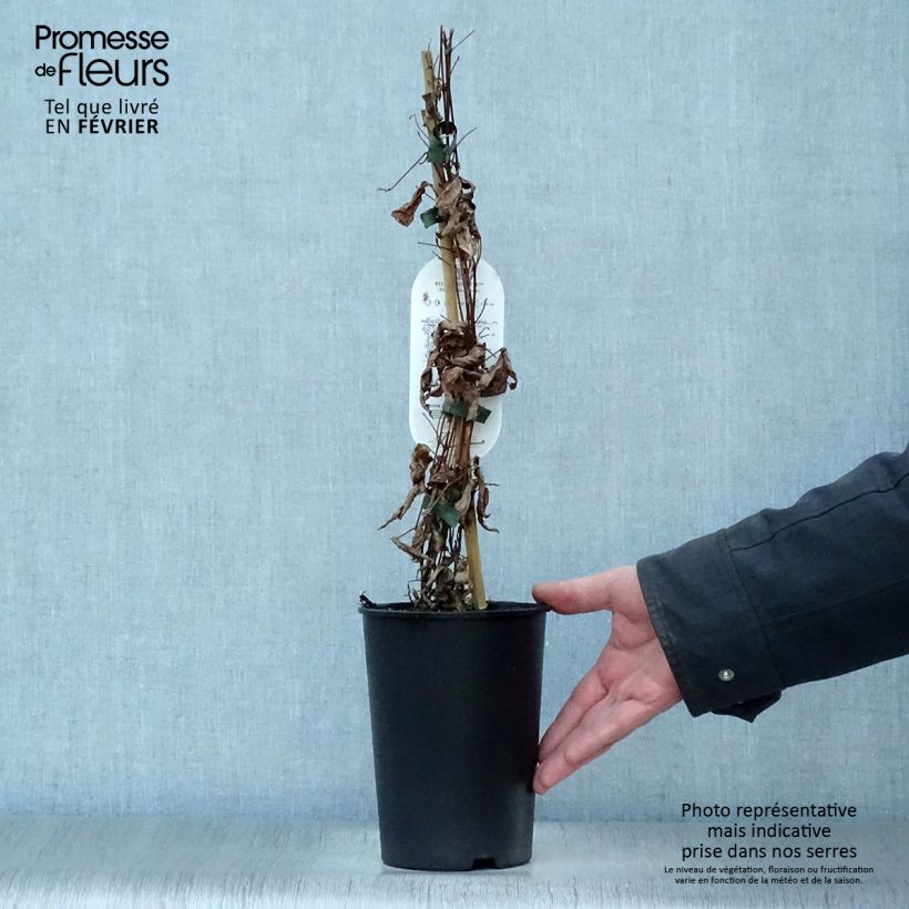 Exemplar von Waldrebe Blue pirouette - Clematis Topf mit 2L/3L wie im Winter geliefert