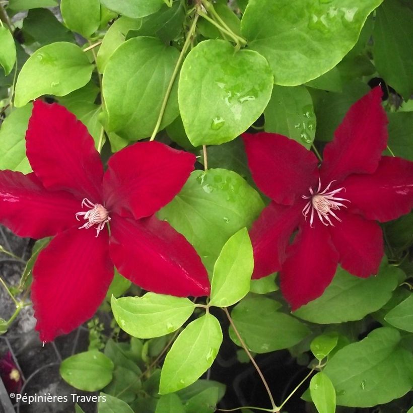 Waldrebe Bourbon - Clematis (Flowering)