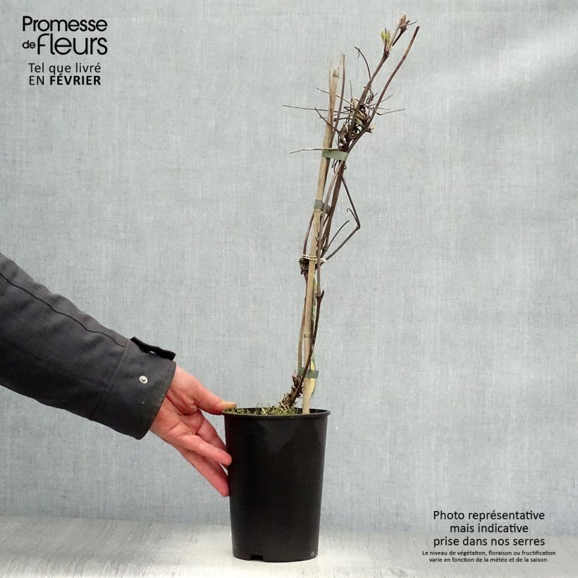 Exemplar von Waldrebe Brunette - Clematis Topf mit 2L/3L wie im Winter geliefert