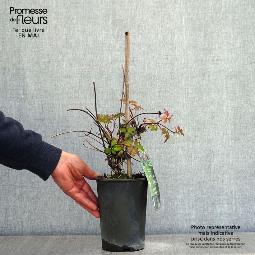 Exemplar von Waldrebe Brunette - Clematis Topf mit 2L/3L wie im Frühjahr geliefert