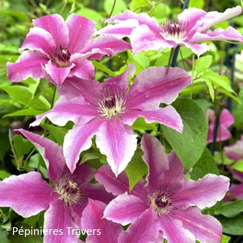 Waldrebe Carnaby - Clematis (Flowering)