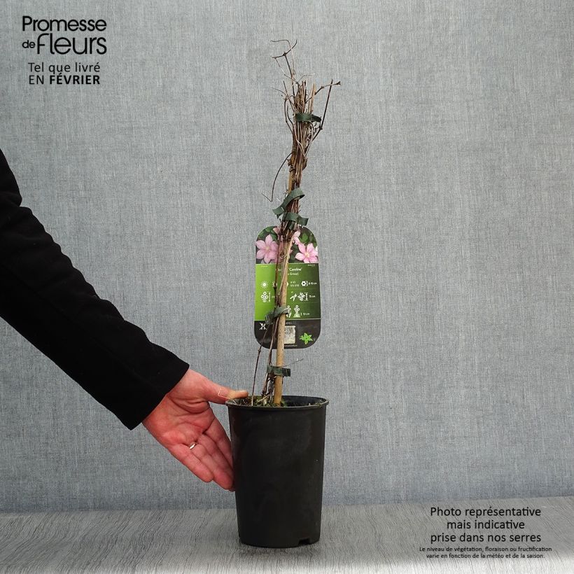 Exemplar von Waldrebe Caroline - Clematis Topf mit 2L/3L wie im Winter geliefert